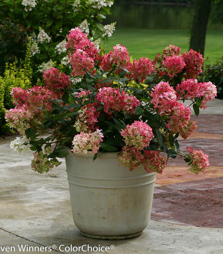 Hydrangea paniculata Fire Light®