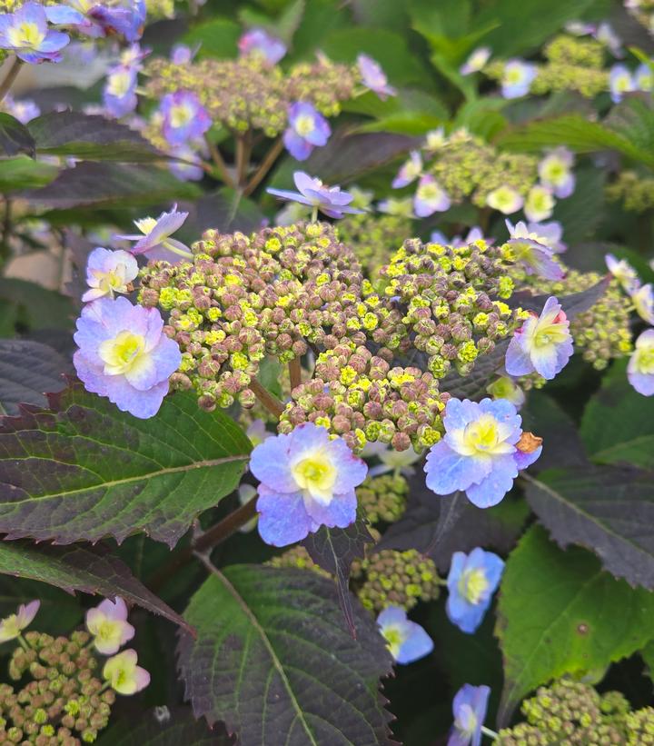 Hydrangea serrata Tiny Tuff Stuff™