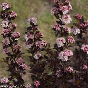 Physocarpus opulifolius Tiny Wine® Tiny Wine®