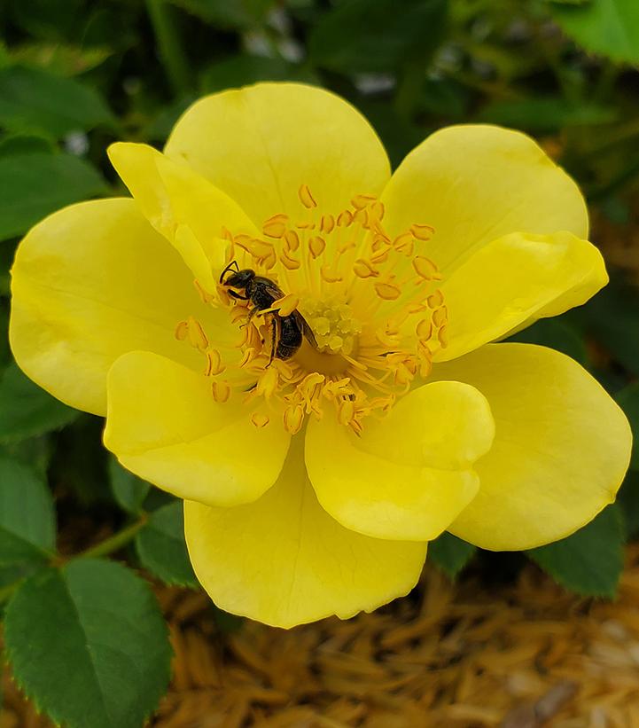 Rosa x Oso Easy Lemon Zest®