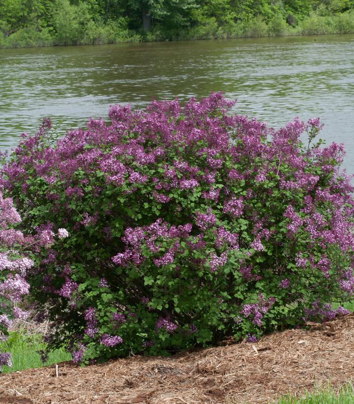 Syringa x Bloomerang® Bloomerang® Dark Purple
