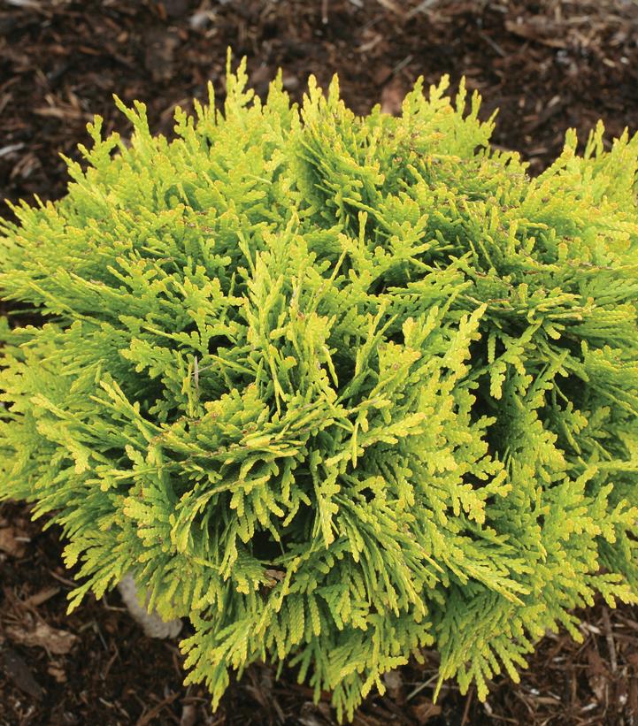 Thuja occidentalis Anna's Magic Ball®