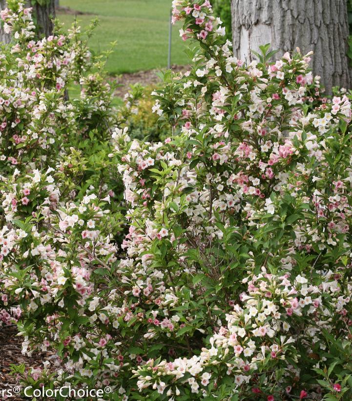 Weigela florida Sonic Bloom® Sonic Bloom® Pearl