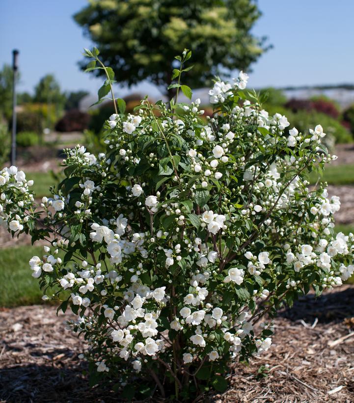 Philadelphus x virginalis Snow White™