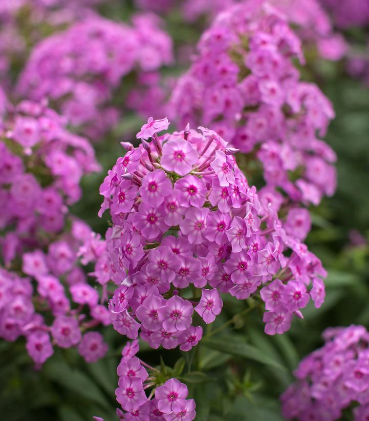 Phlox paniculata Bubblegum Pink™