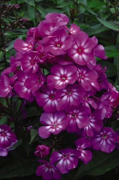 Phlox paniculata Grape Lollipop™