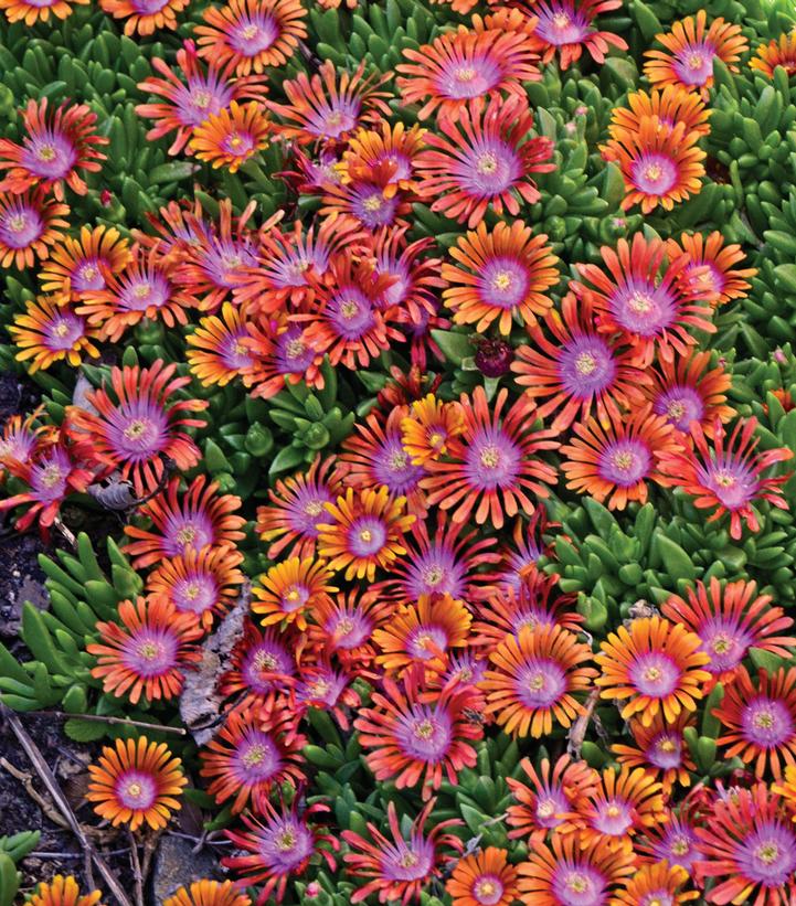 Delosperma x Fire Spinner®