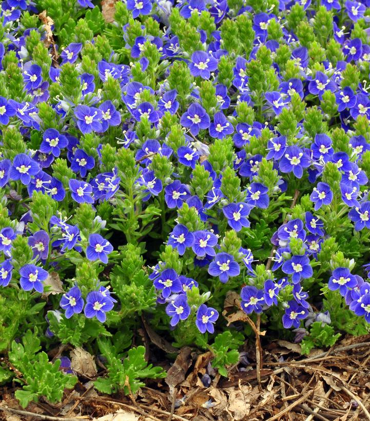 Veronica x 'Tidal Pool'