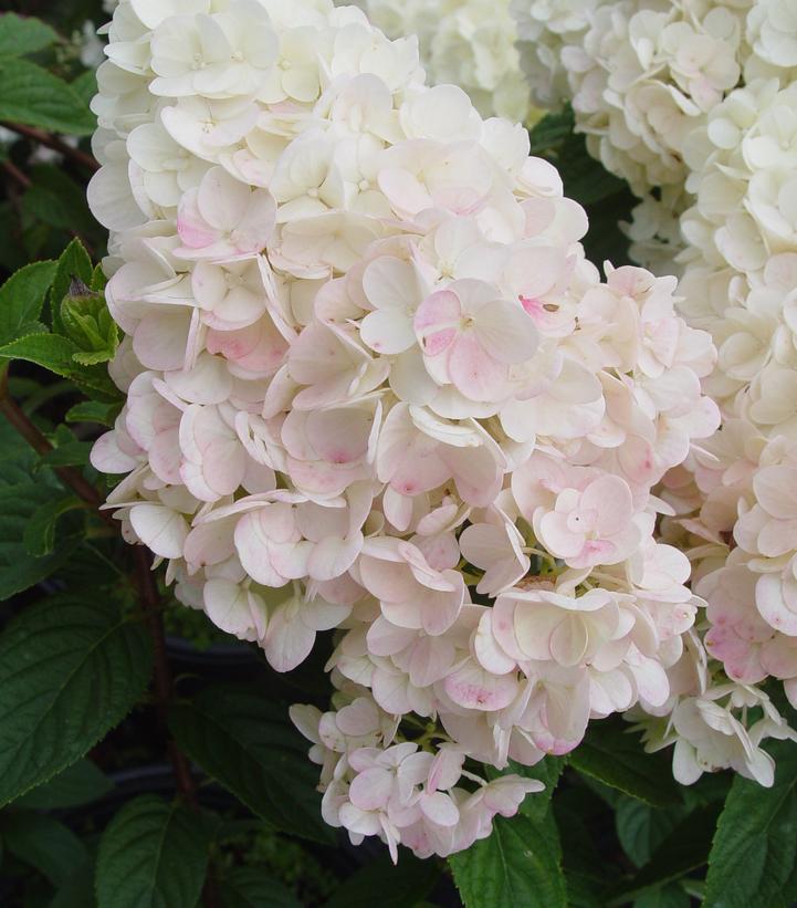 Hydrangea paniculata Strawberry Sundae®