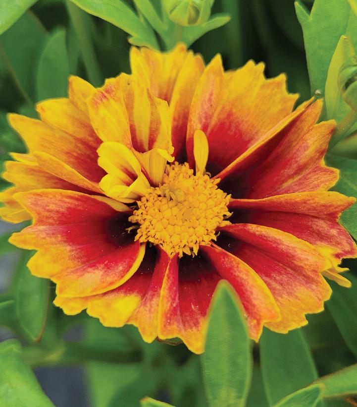 Coreopsis x Li'l Bang™ Li'l Bang™ 'Daybreak'