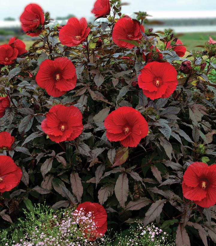 Hibiscus x Midnight Marvel