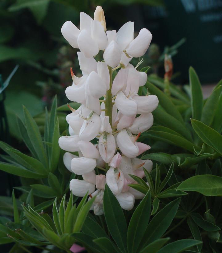 Lupinus 'Noble Maiden'