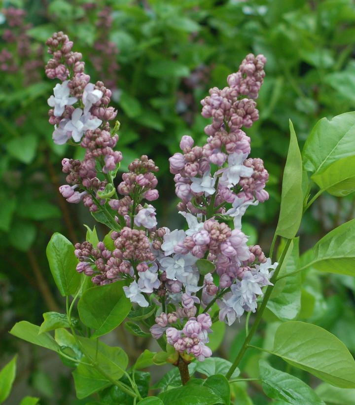 Syringa x hyacinthiflora 'Equinox Valley'