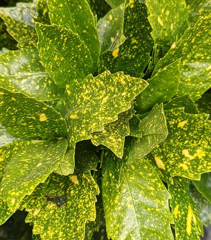 Aucuba japonica 'Variegata' - Gold Dust