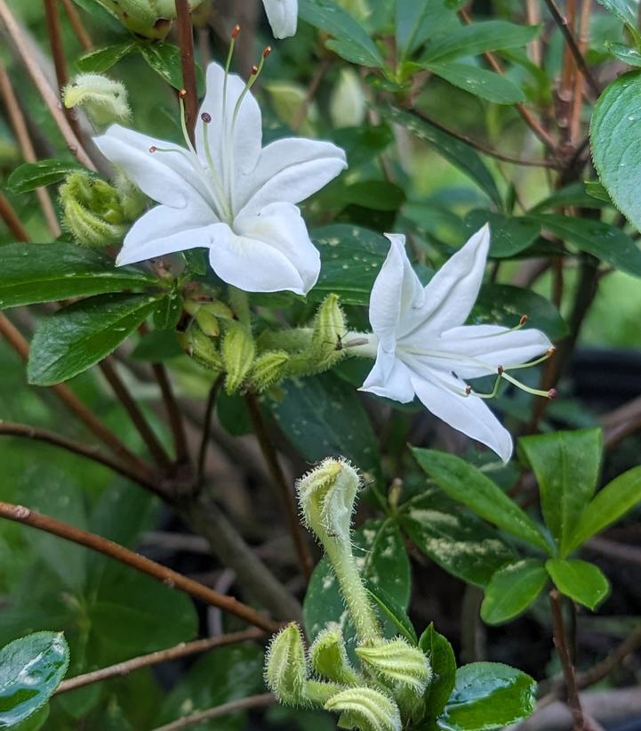 Azalea viscosum 