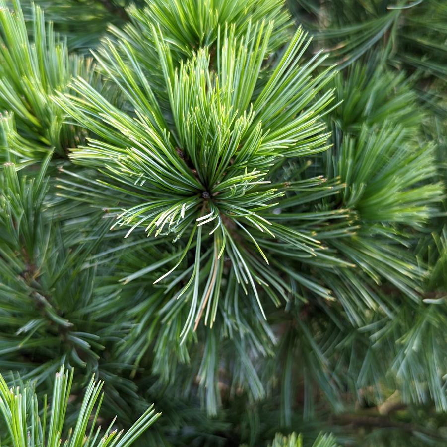 Pinus flexilis Vanderwolf's Pyramid