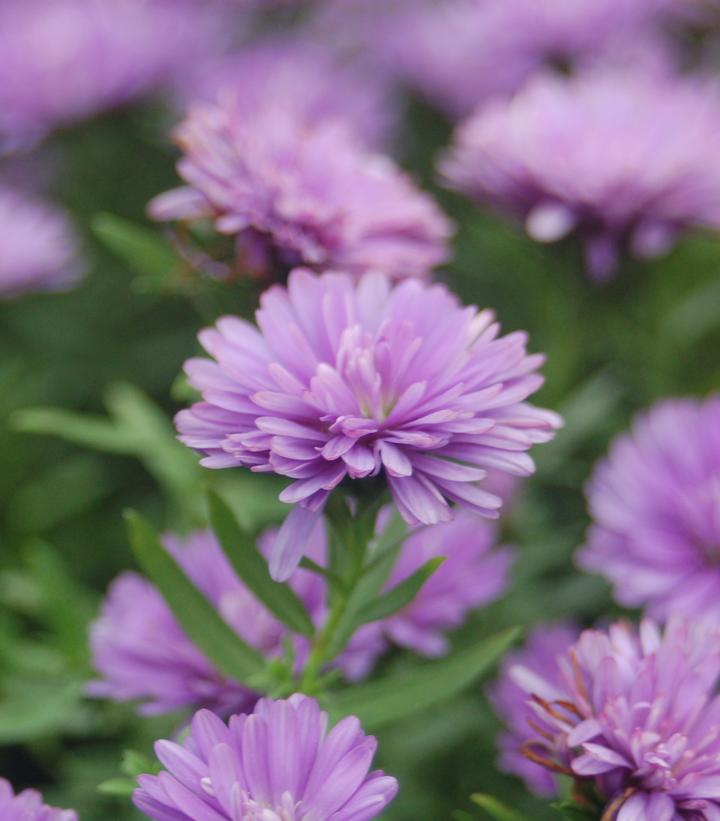 Aster novi-belgii Henry™ I Blue