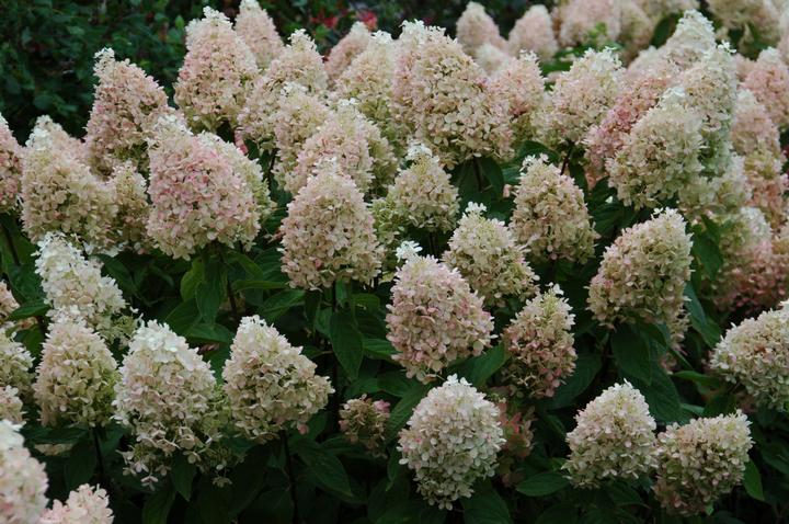 Hydrangea paniculata Sweet Summer