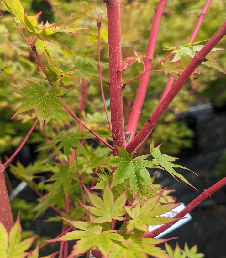 Acer palmatum 'Sango Kaku'