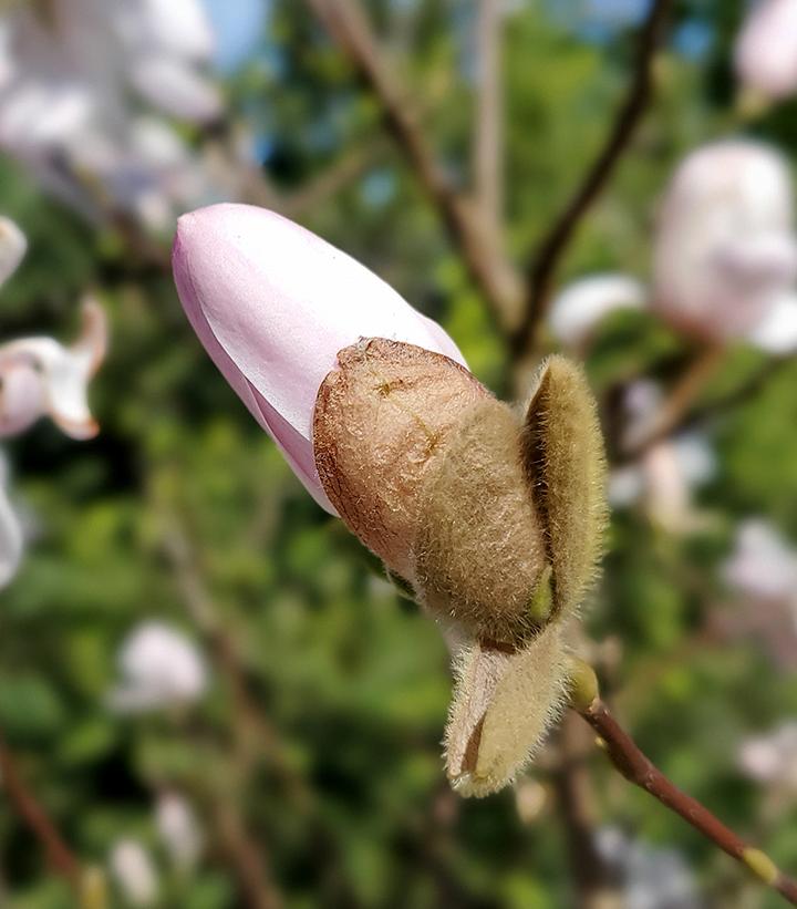 Magnolia stellata 'Royal Star'