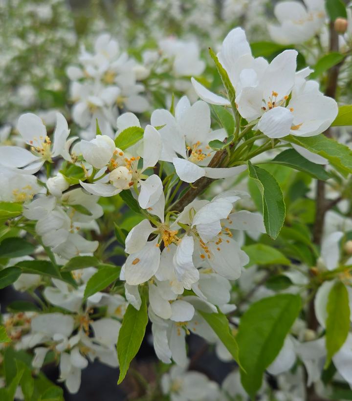 Malus 'Spring Snow'