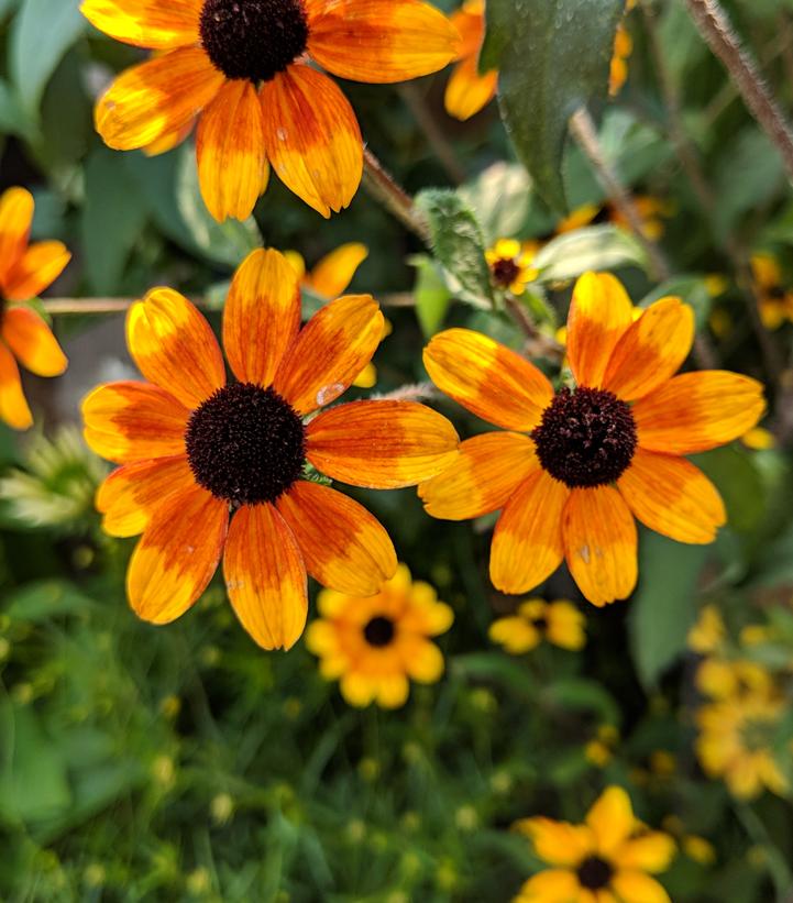 Rudbeckia triloba 'Prairie Glow'