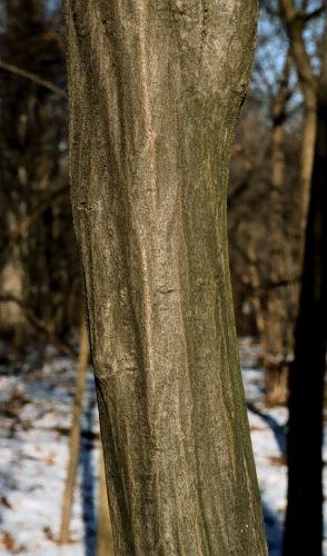 Carpinus caroliniana 