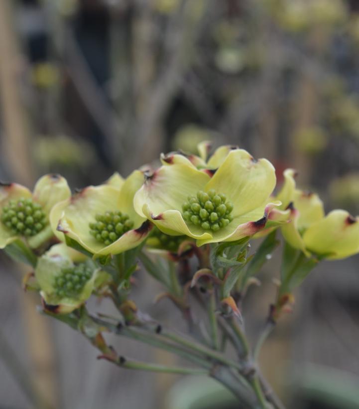 Cornus florida 'Cloud 9'