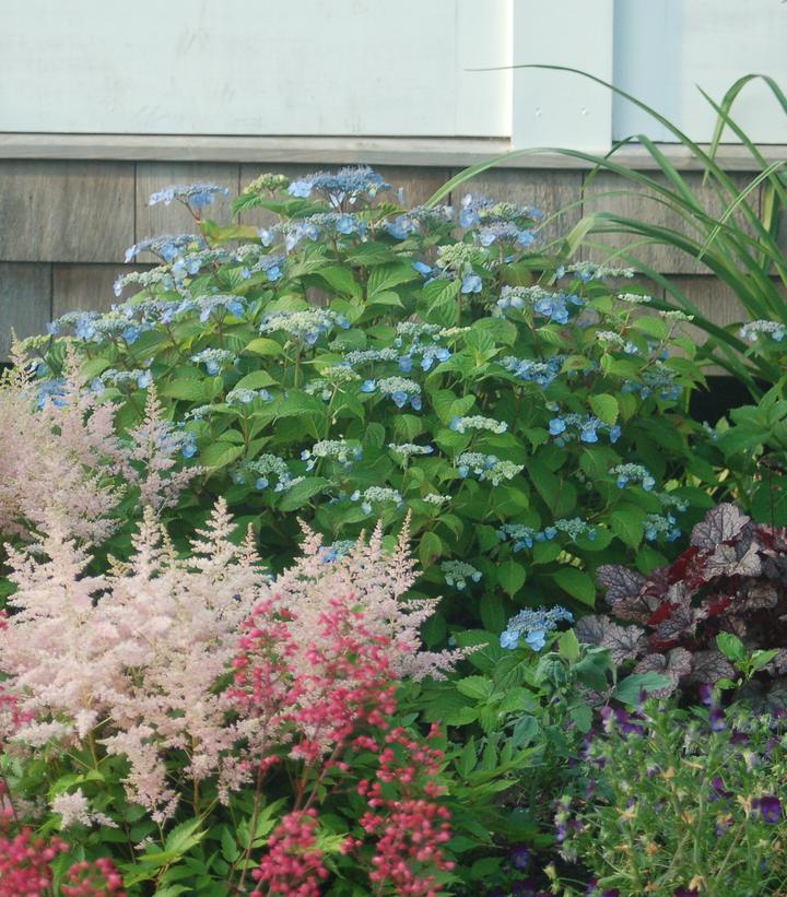 Hydrangea serrata 'Blue Billows'