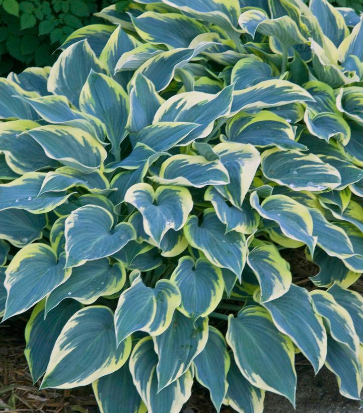 Hosta 'First Frost'