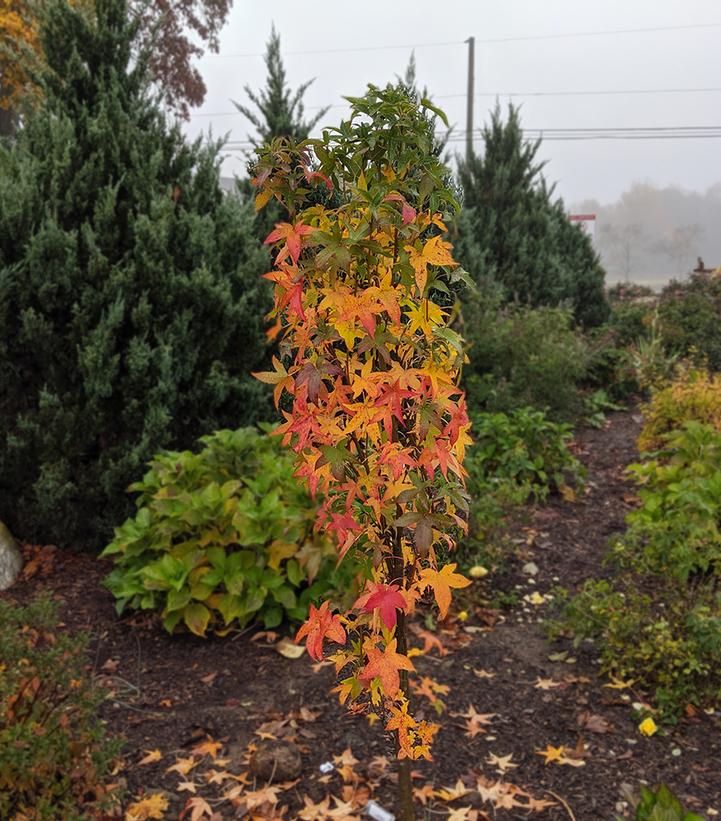 Liquidambar styraciflua Slender Silouette