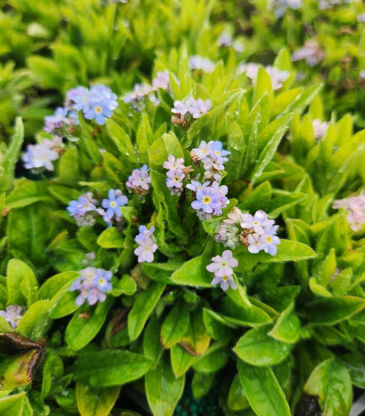 Myosotis sylvatica Mon Amie Blue