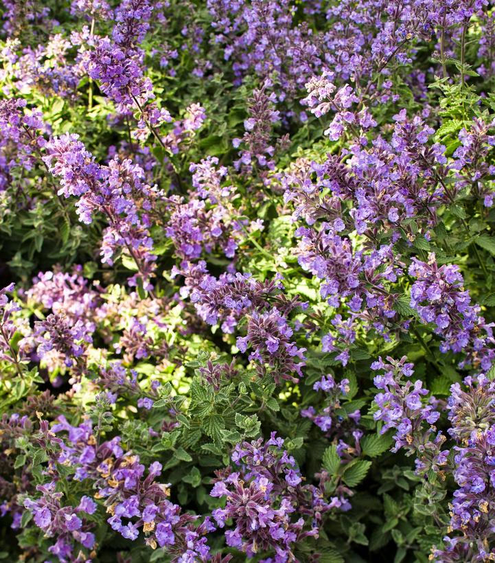 Nepeta faassenii 'Cat's Meow'