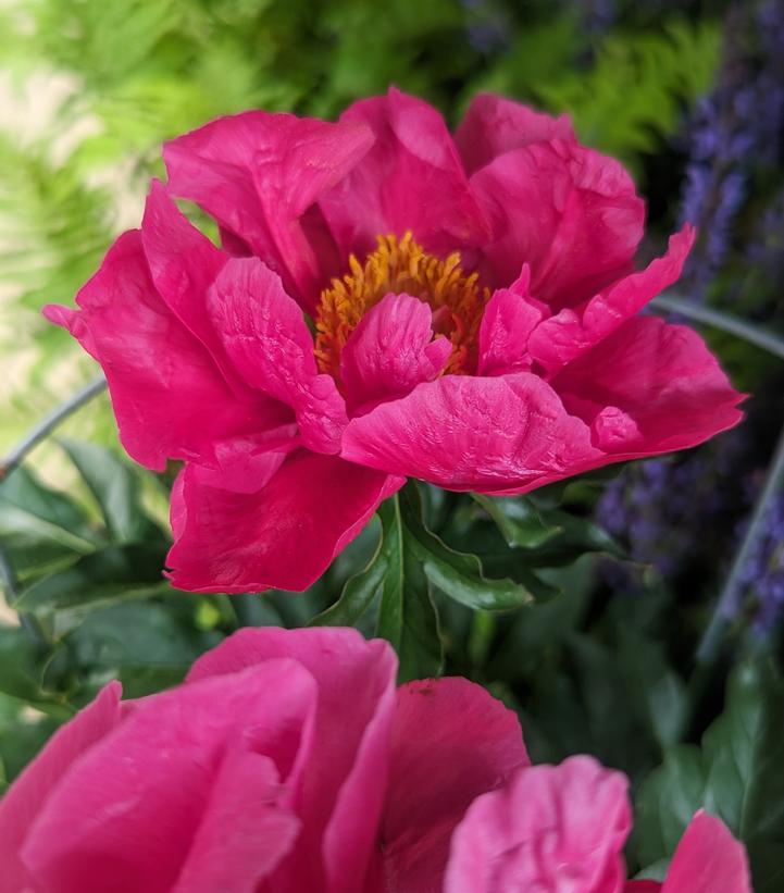 Paeonia lactiflora 'Paula Fay'