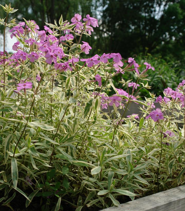 Phlox glaberrima 'Triple Play'