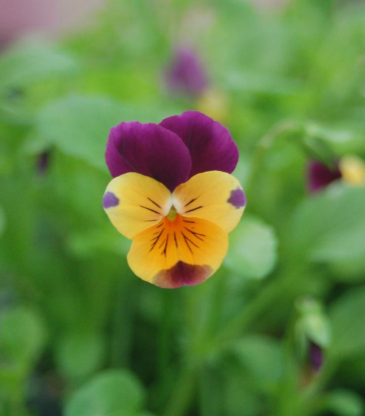 Viola cornuta Penny™ 'Orange Jump-up'