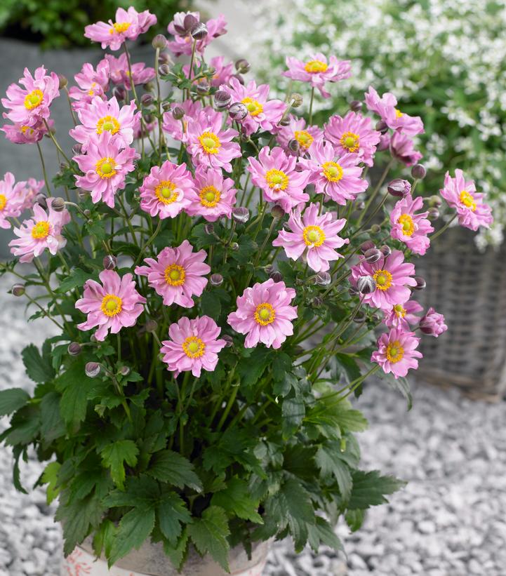 Anemone x Fantasy Fantasy™ 'Pocahontas'