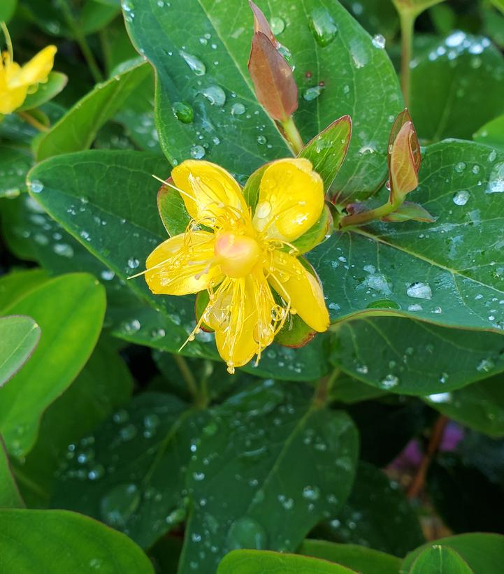 Hypericum inodorum Red Fame