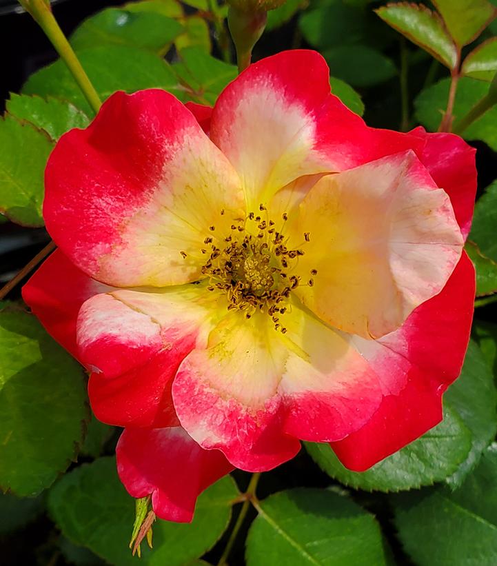 Rosa Campfire