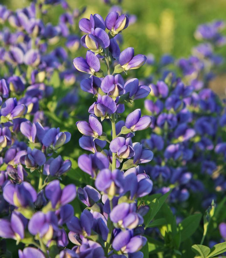 Baptisia x Decadence® Decadence® 'Blueberry Sundae'
