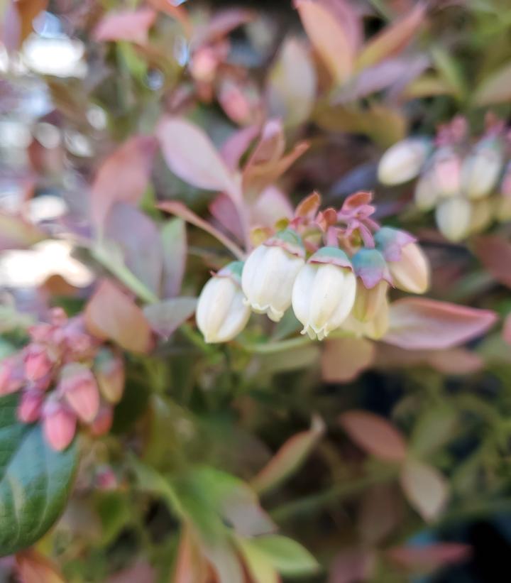 Vaccinium corymbosum hybrid Bushel and Berry® Pink Icing®