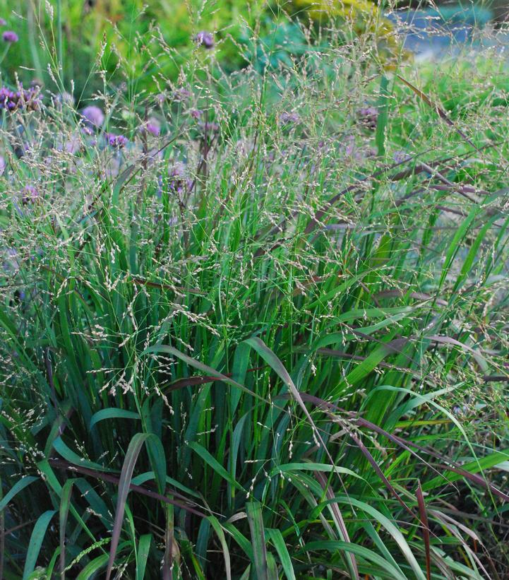 Panicum virgatum Cape Breeze