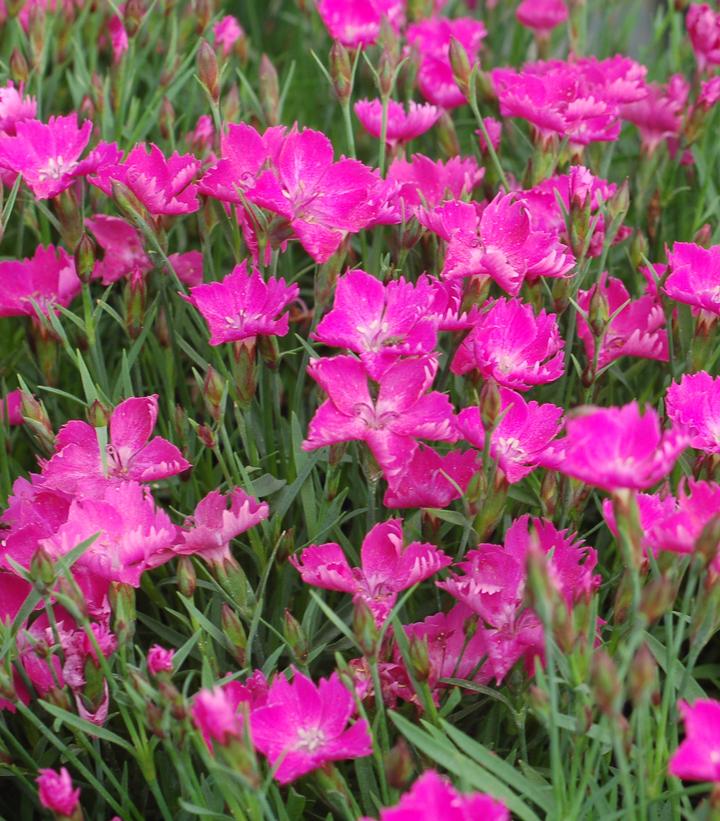 Dianthus x Sunflor® Kahori®