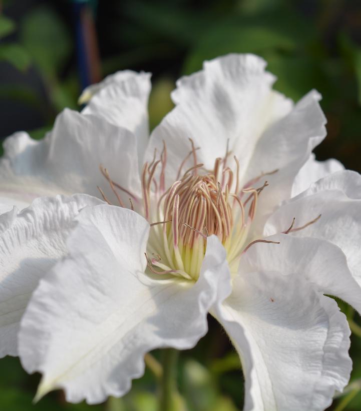 Clematis x Hyde Hall™