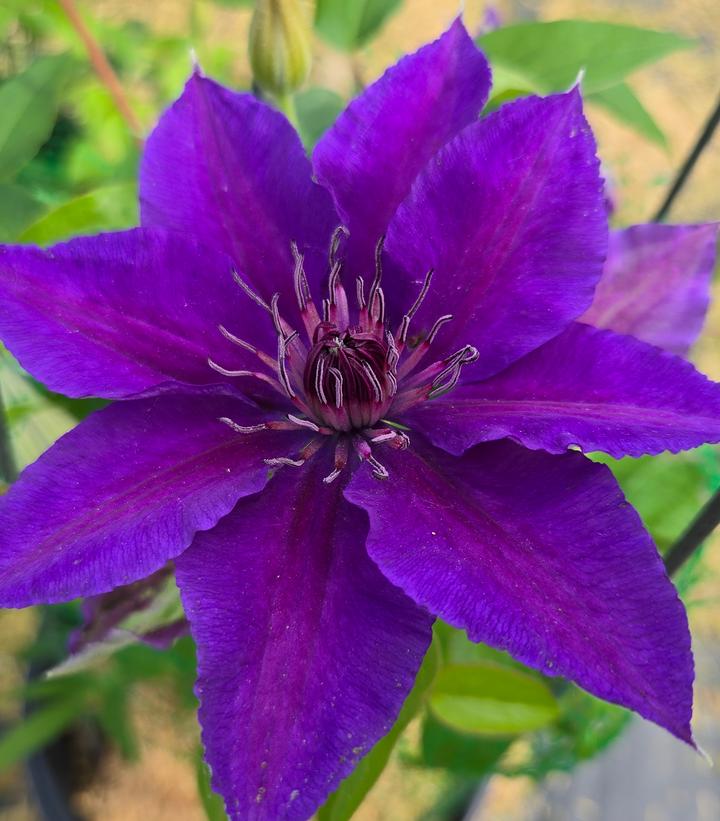 Clematis x Boulevard® Edda™