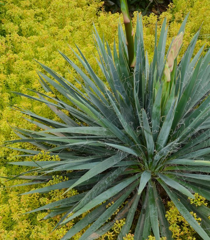 Yucca filamentosa 'Excalibur'