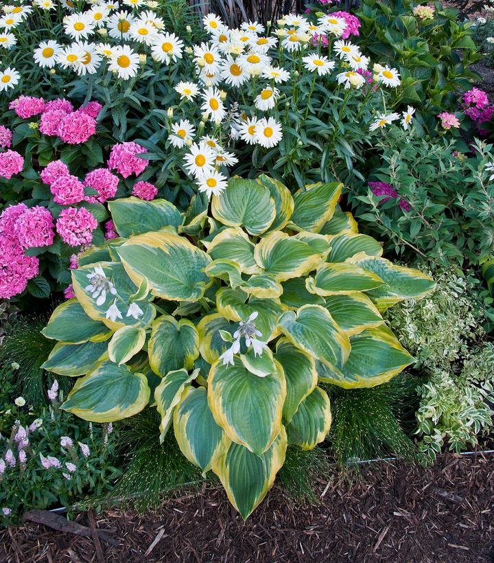 Hosta x Shadowland® Shadowland® 'Seducer'