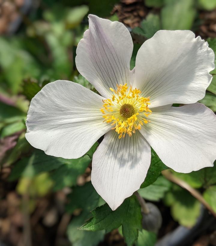 Anemone x 'Wild Swan'
