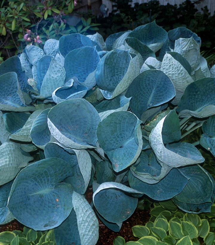 Hosta x 'Abiqua Drinking Gourd'