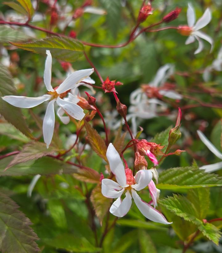 Porteranthus trifoliatus 